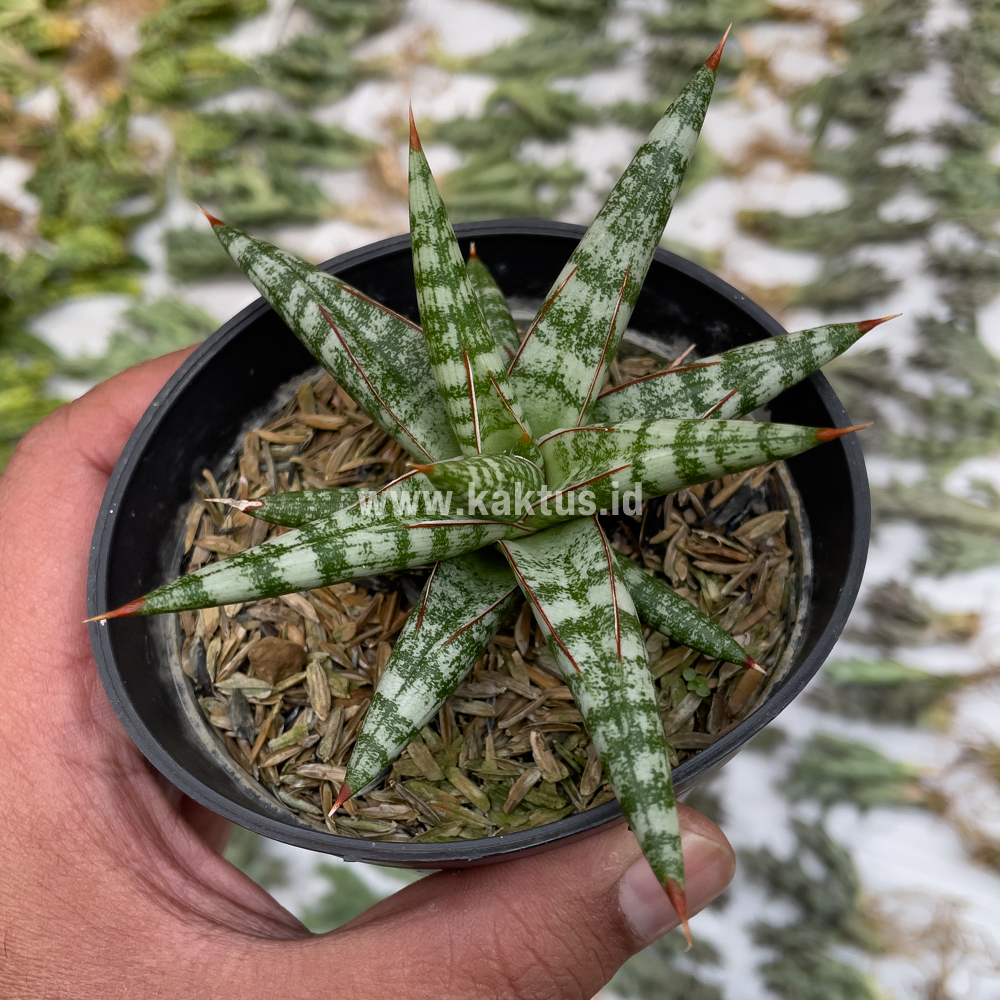833. Sansevieria Balii Mini - Image 7