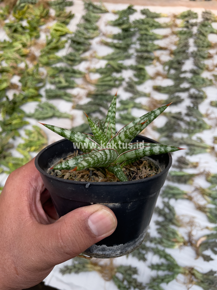 833. Sansevieria Balii Mini - Image 9
