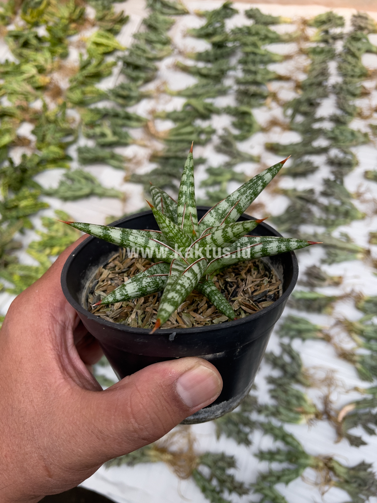 833. Sansevieria Balii Mini - Image 4