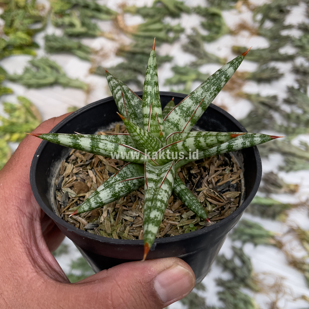 833. Sansevieria Balii Mini - Image 12