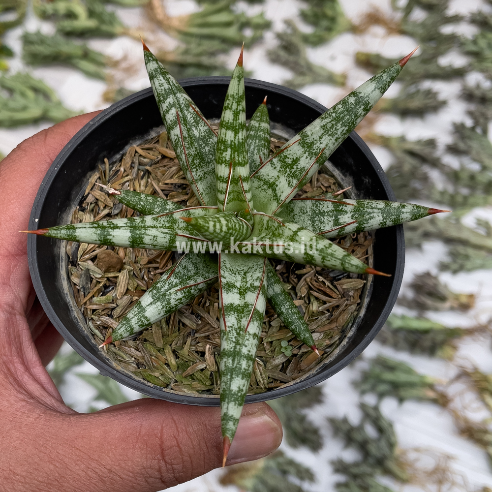 833. Sansevieria Balii Mini - Image 10