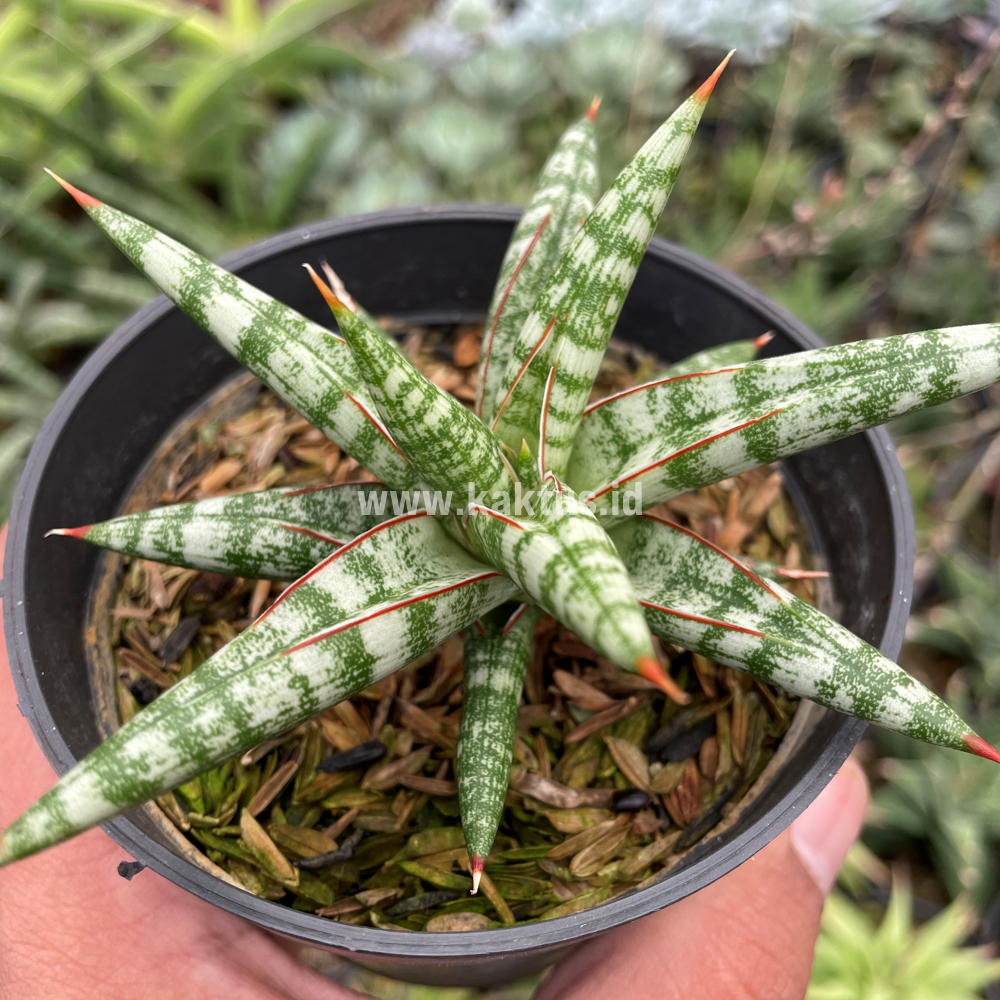 833. Sansevieria Balii Mini - Image 11