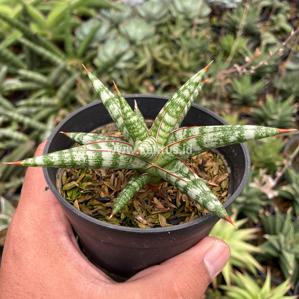 833. Sansevieria Balii Mini - Image 8