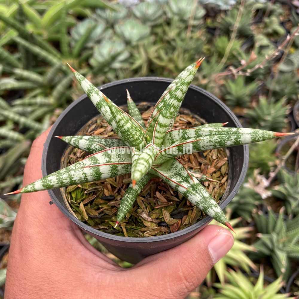 833. Sansevieria Balii Mini - Image 6