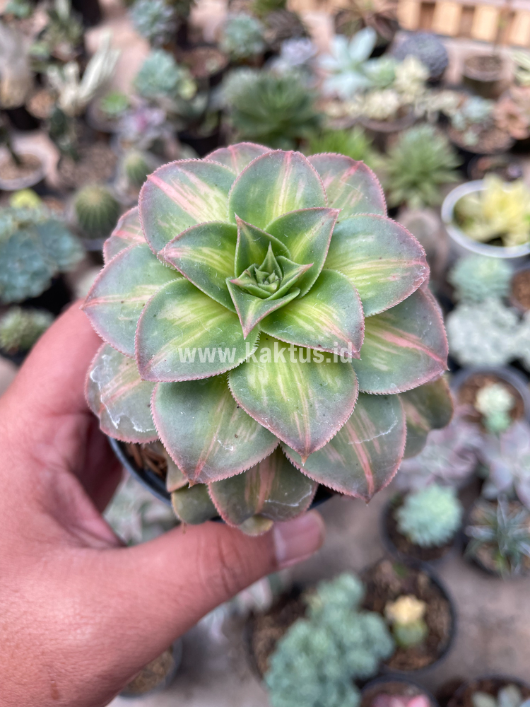835. Aeonium Decorum CV. Moonburst - Image 14