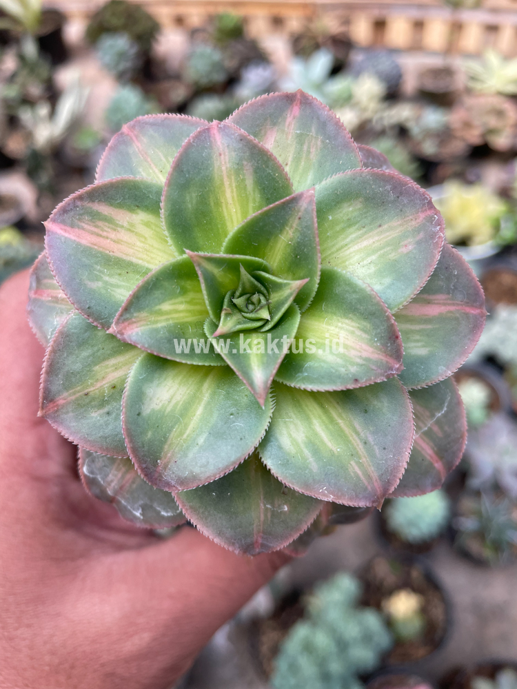 835. Aeonium Decorum CV. Moonburst - Image 5