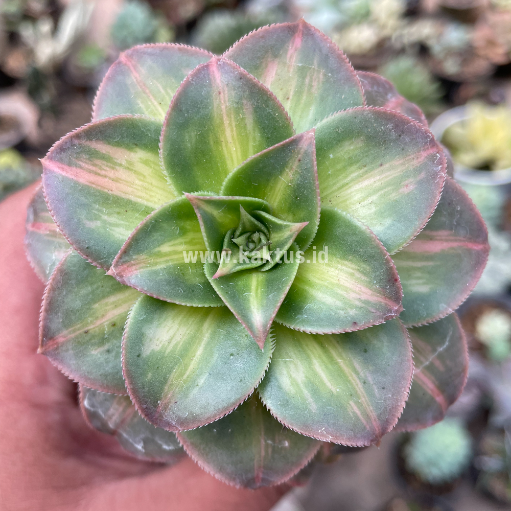 835. Aeonium Decorum CV. Moonburst - Image 4