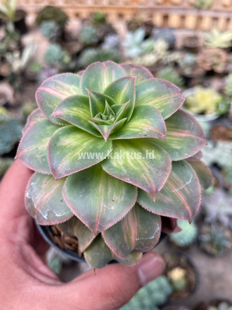 835. Aeonium Decorum CV. Moonburst - Image 3