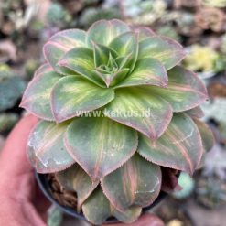 Alternative view of 835. Aeonium Decorum CV. Moonburst