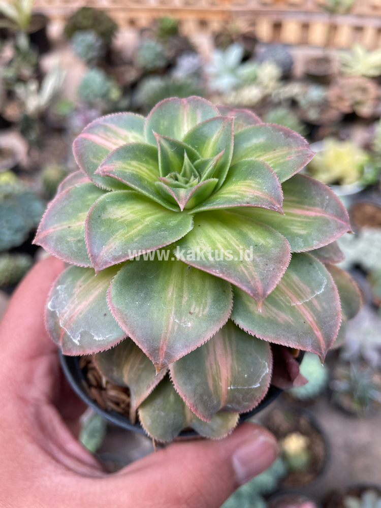 835. Aeonium Decorum CV. Moonburst - Image 2
