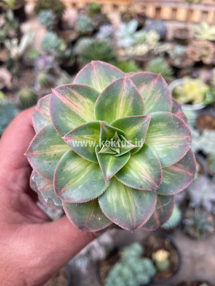 835. Aeonium Decorum CV. Moonburst - Image 13