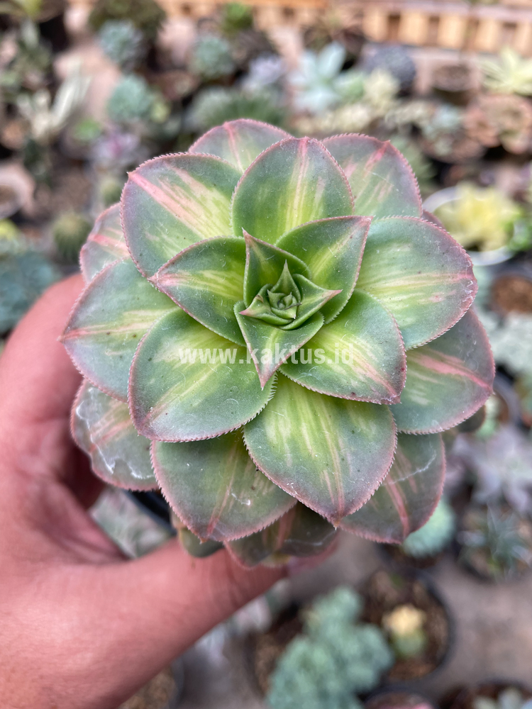 835. Aeonium Decorum CV. Moonburst - Image 12
