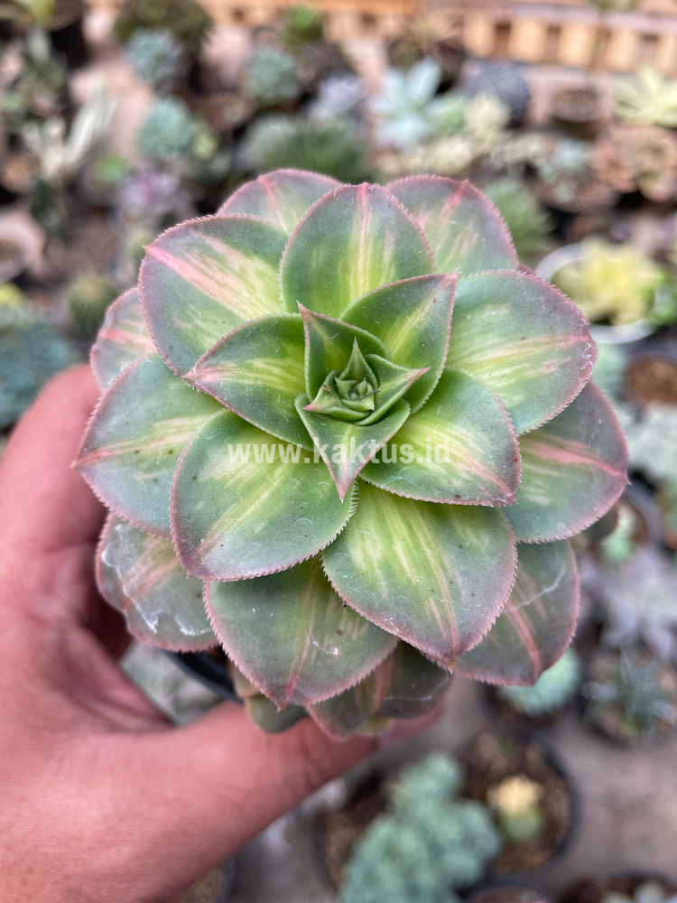 835. Aeonium Decorum CV. Moonburst - Image 11