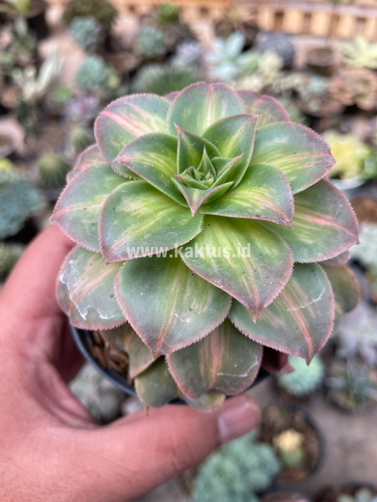 835. Aeonium Decorum CV. Moonburst - Image 10