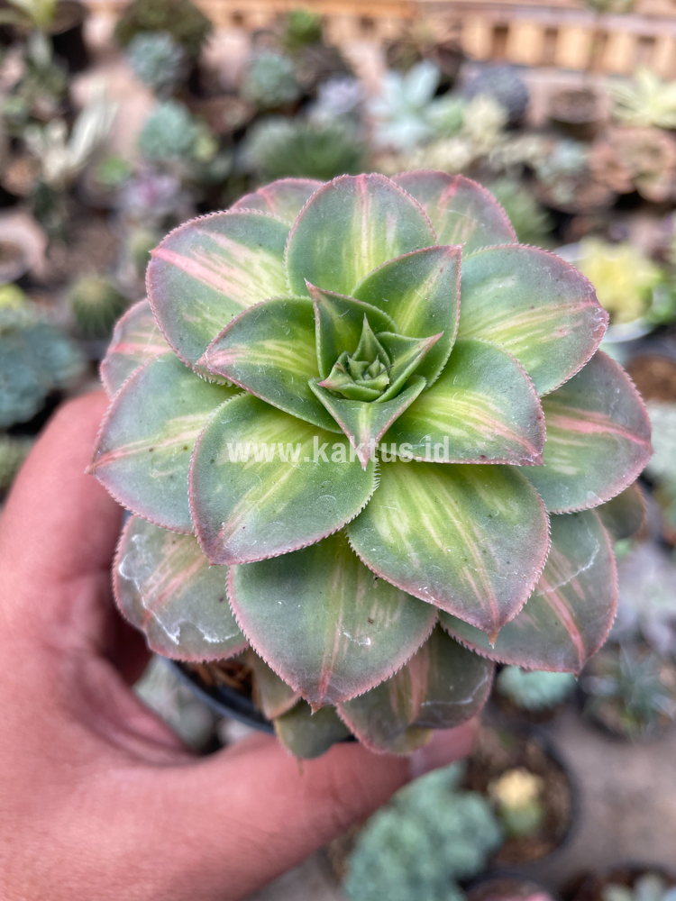 835. Aeonium Decorum CV. Moonburst - Image 9