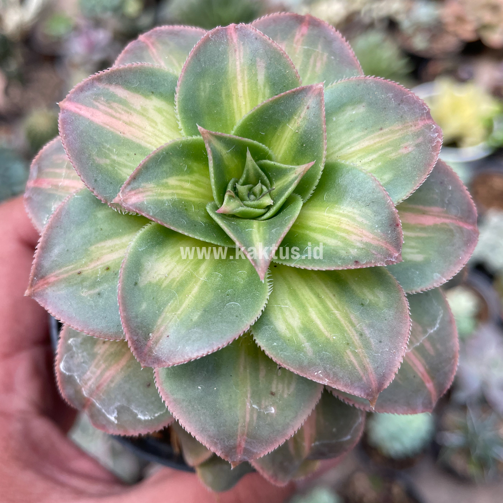 835. Aeonium Decorum CV. Moonburst - Image 8