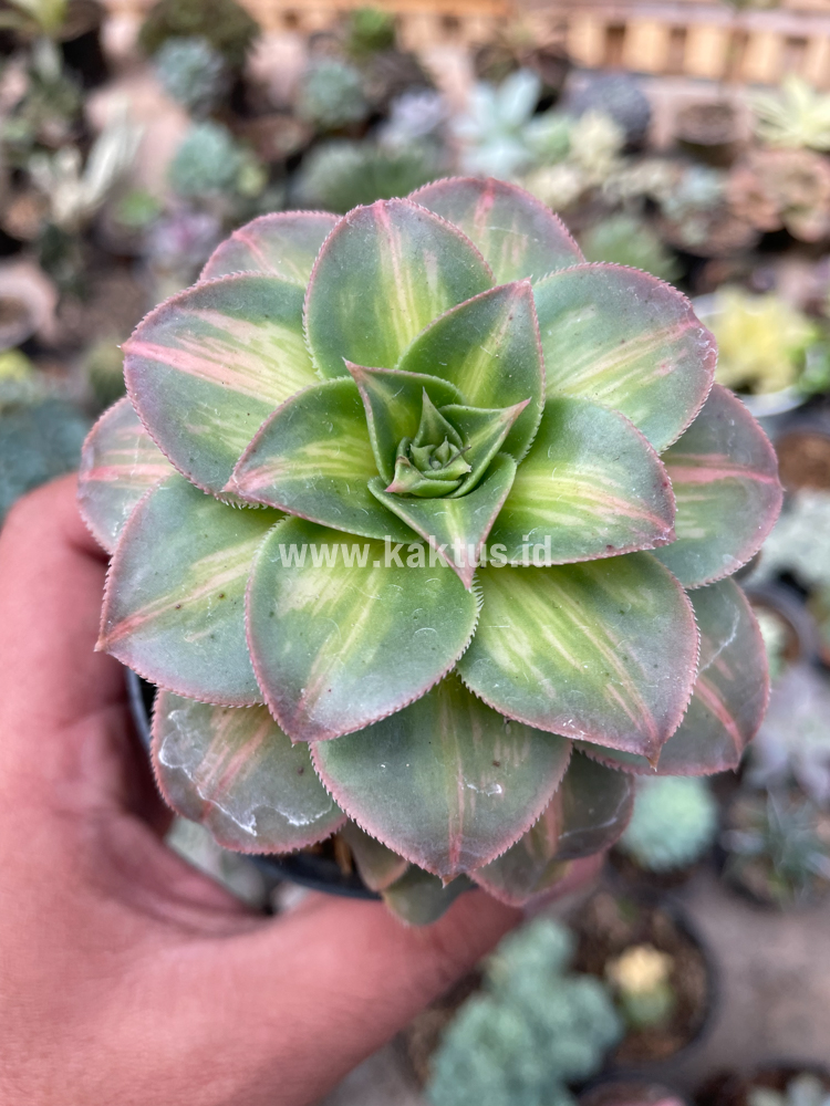 835. Aeonium Decorum CV. Moonburst - Image 7