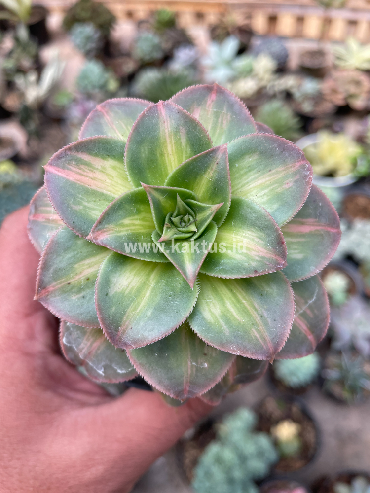 835. Aeonium Decorum CV. Moonburst - Image 6