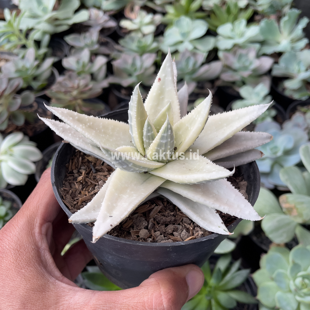 836. Gasteraloe Beguinii Aurea Albino Variegated - Image 6