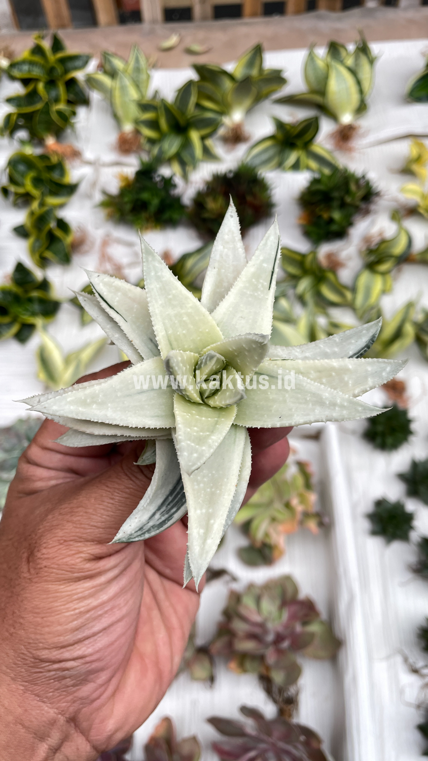 836. Gasteraloe Beguinii Aurea Albino Variegated - Image 9