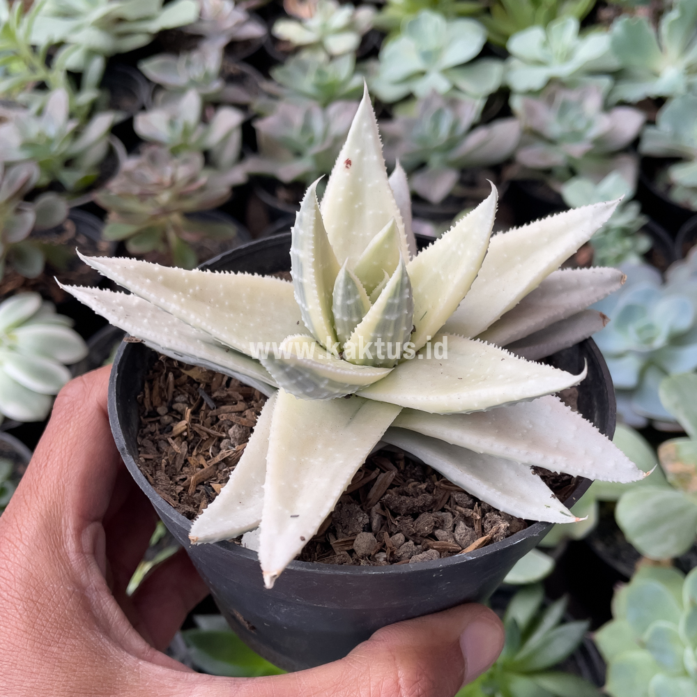 836. Gasteraloe Beguinii Aurea Albino Variegated - Image 3