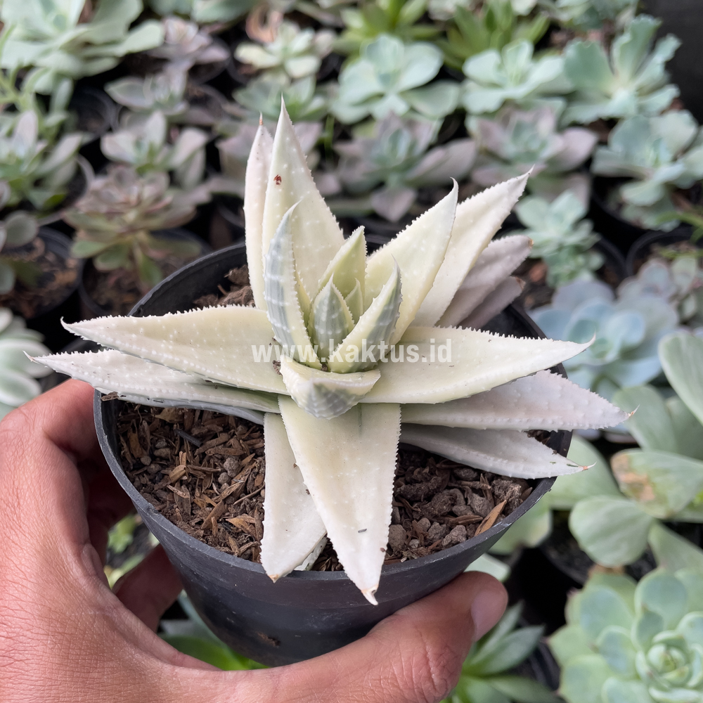 836. Gasteraloe Beguinii Aurea Albino Variegated - Image 7