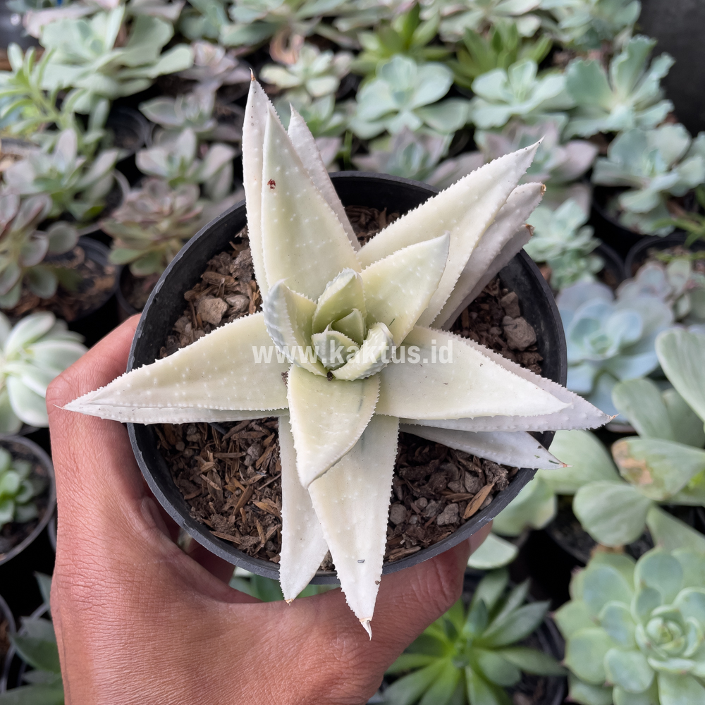 836. Gasteraloe Beguinii Aurea Albino Variegated - Image 8