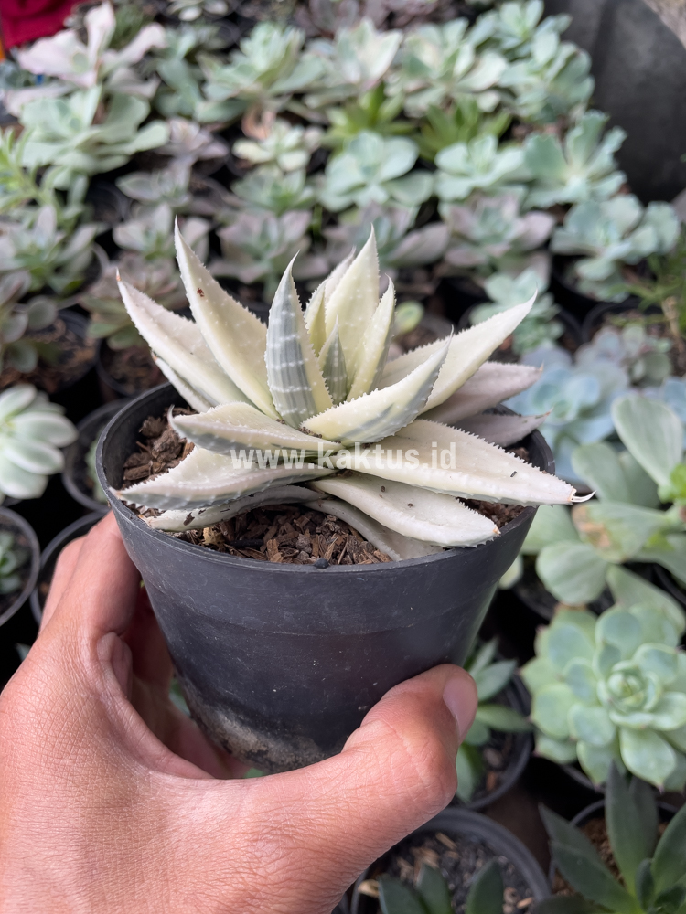 836. Gasteraloe Beguinii Aurea Albino Variegated - Image 4