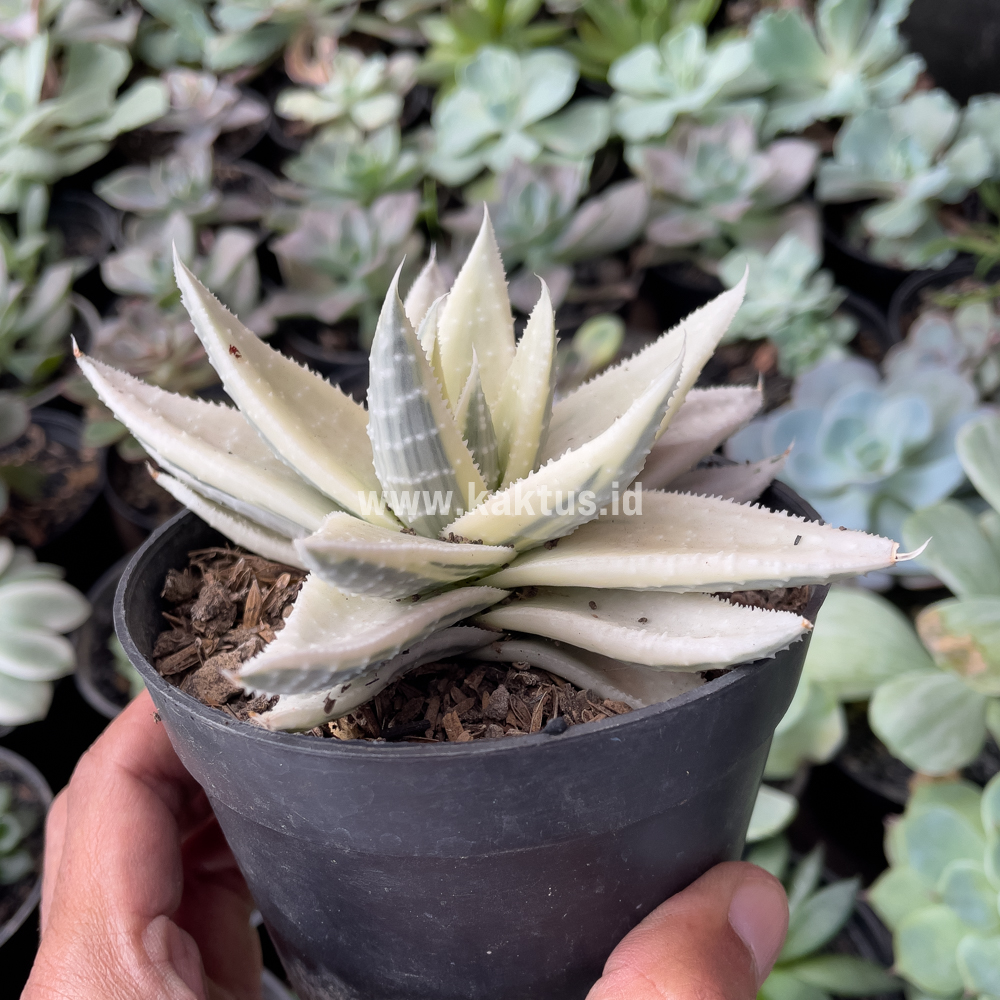 836. Gasteraloe Beguinii Aurea Albino Variegated - Image 5