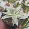836. Gasteraloe Beguinii Aurea Albino Variegated