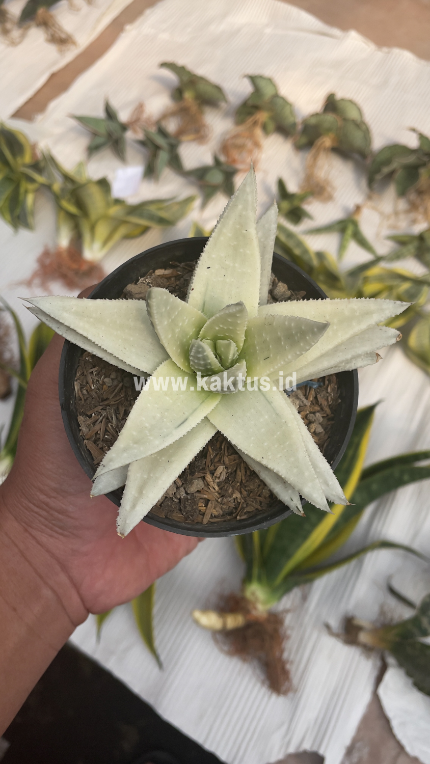 836. Gasteraloe Beguinii Aurea Albino Variegated - Image 39