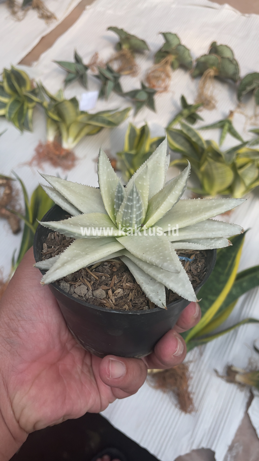 836. Gasteraloe Beguinii Aurea Albino Variegated - Image 30