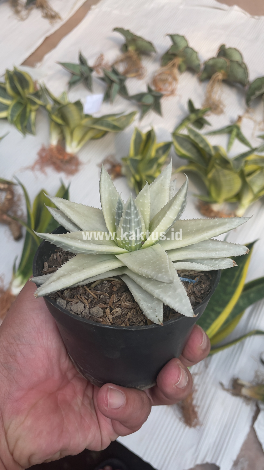 836. Gasteraloe Beguinii Aurea Albino Variegated - Image 29