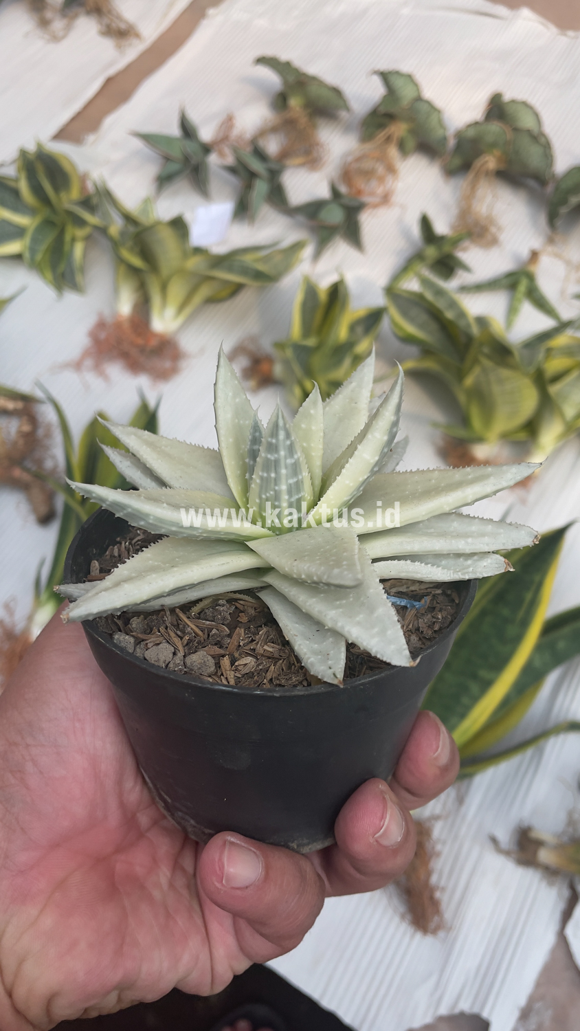 836. Gasteraloe Beguinii Aurea Albino Variegated - Image 28