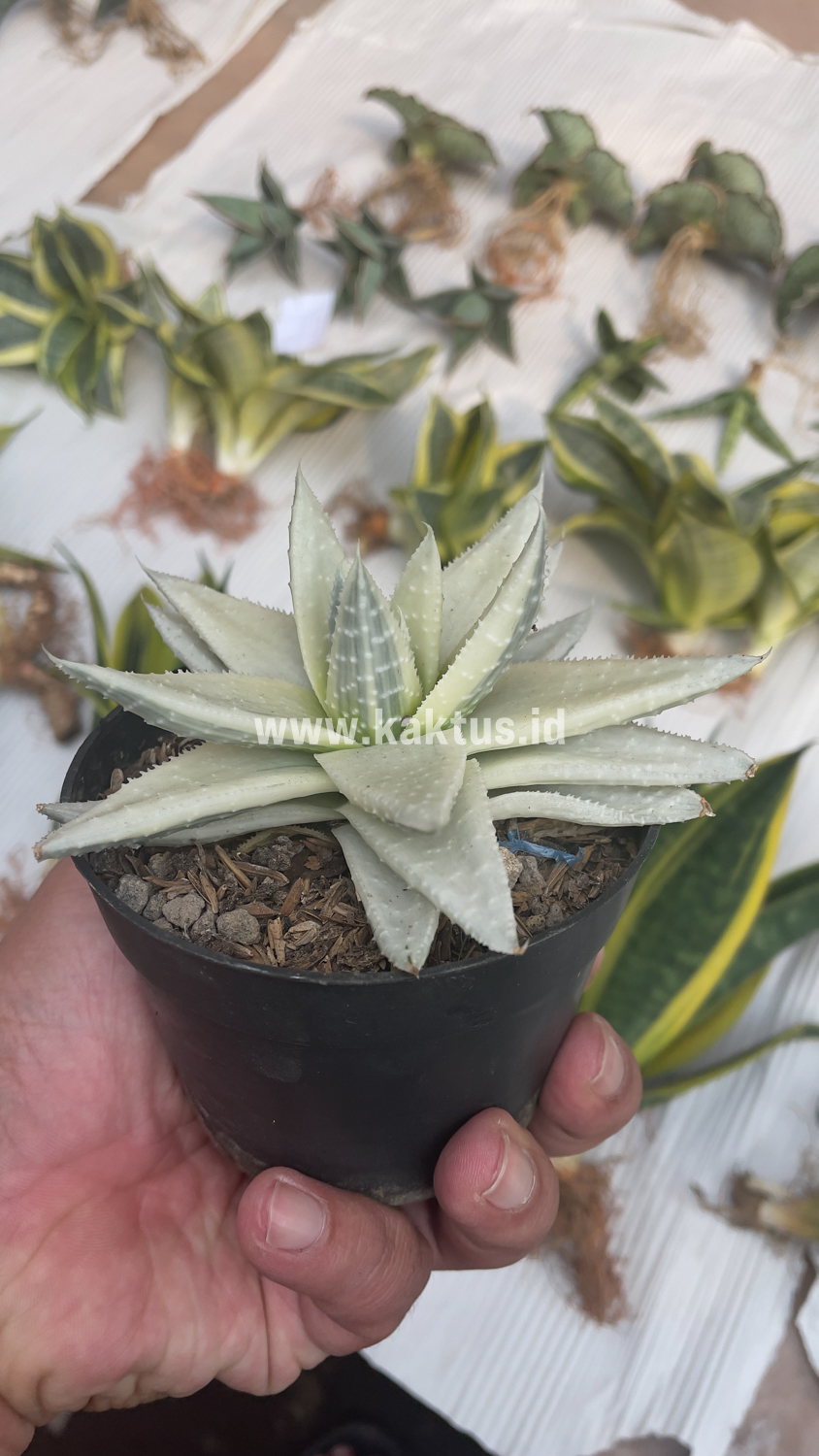836. Gasteraloe Beguinii Aurea Albino Variegated - Image 27