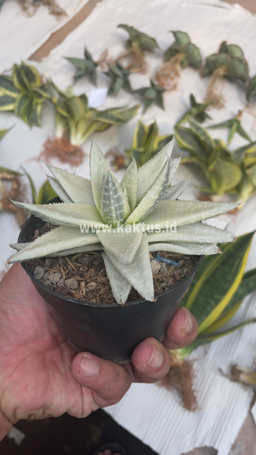 836. Gasteraloe Beguinii Aurea Albino Variegated - Image 26