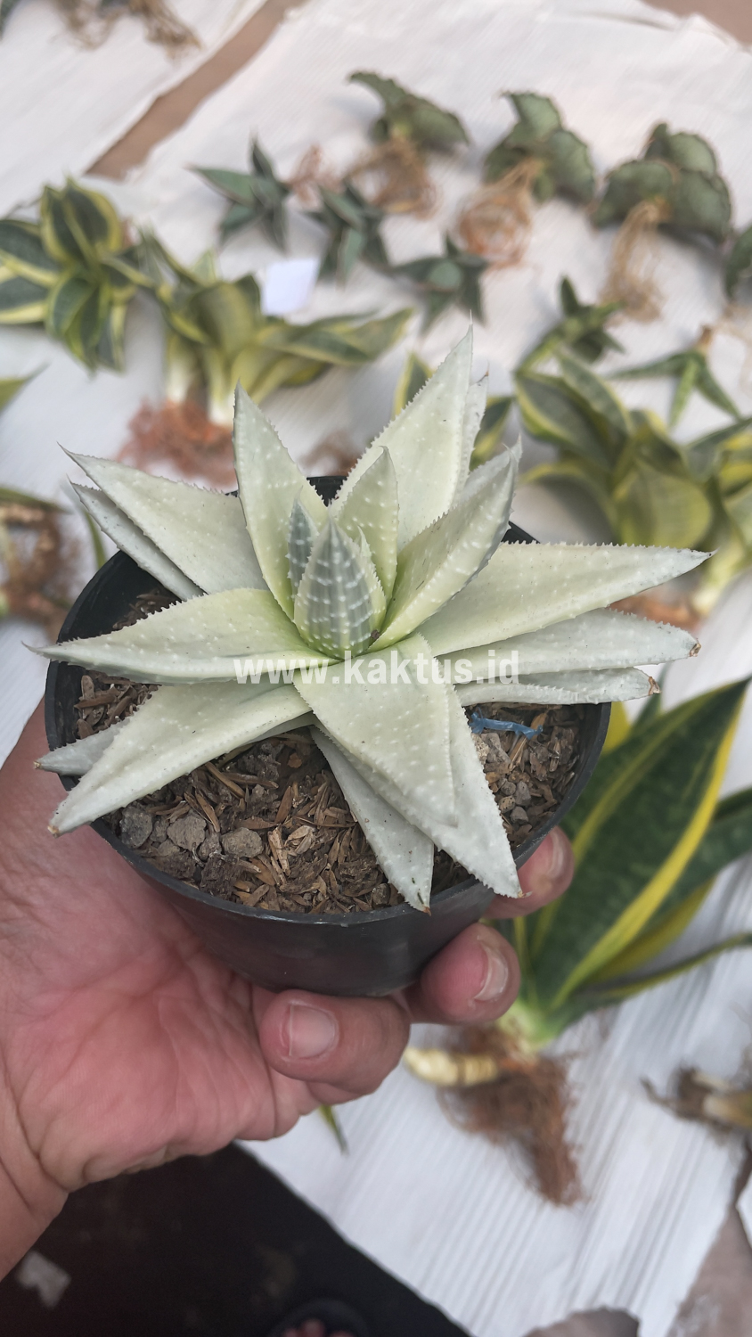 836. Gasteraloe Beguinii Aurea Albino Variegated - Image 25