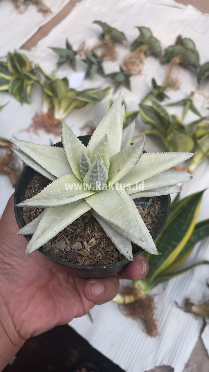 836. Gasteraloe Beguinii Aurea Albino Variegated - Image 24