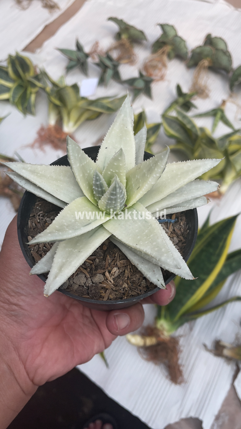 836. Gasteraloe Beguinii Aurea Albino Variegated - Image 23