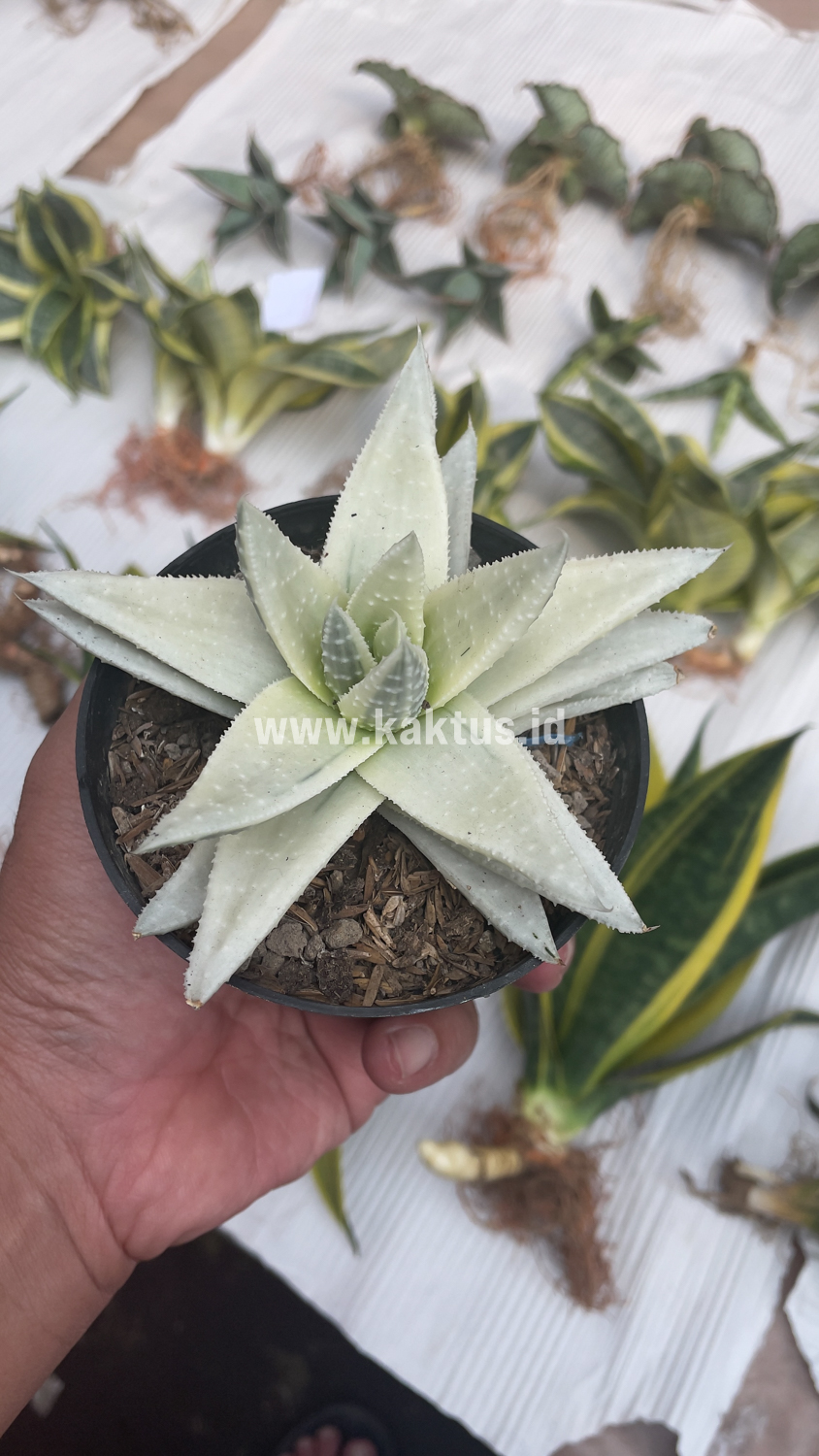 836. Gasteraloe Beguinii Aurea Albino Variegated - Image 22