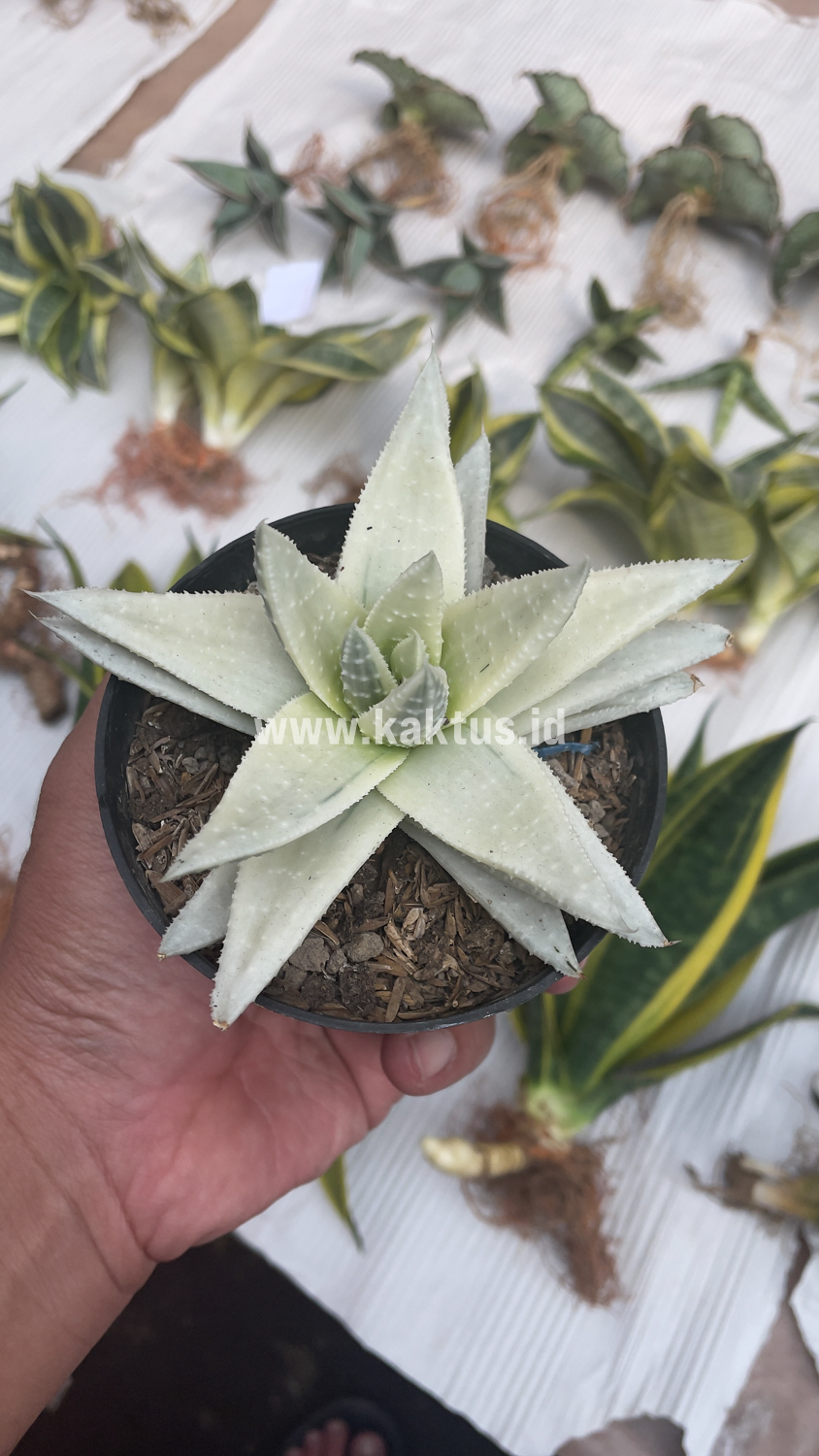 836. Gasteraloe Beguinii Aurea Albino Variegated - Image 21