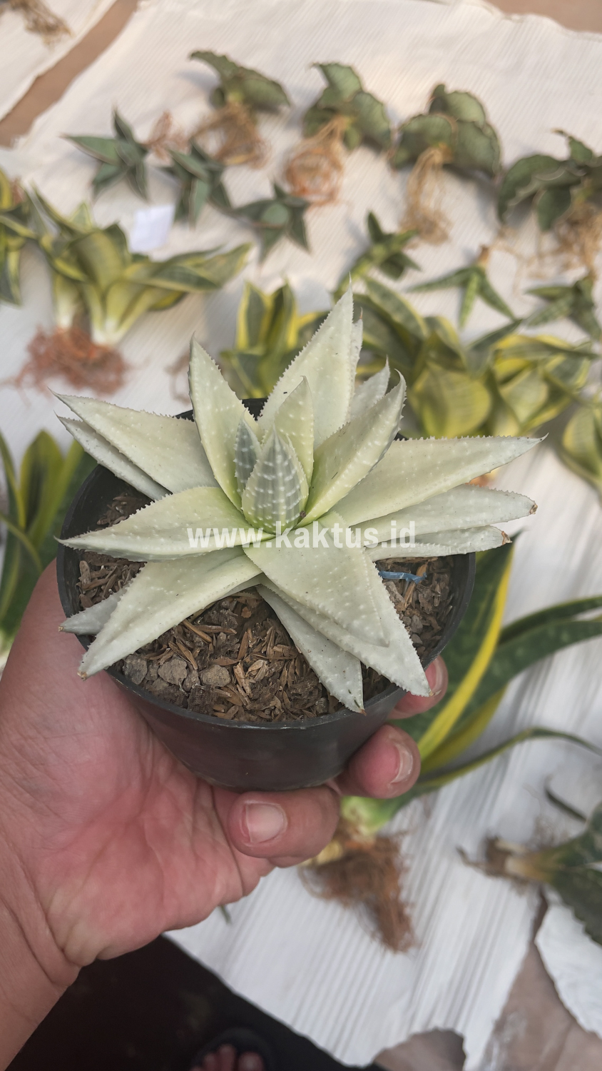 836. Gasteraloe Beguinii Aurea Albino Variegated - Image 38
