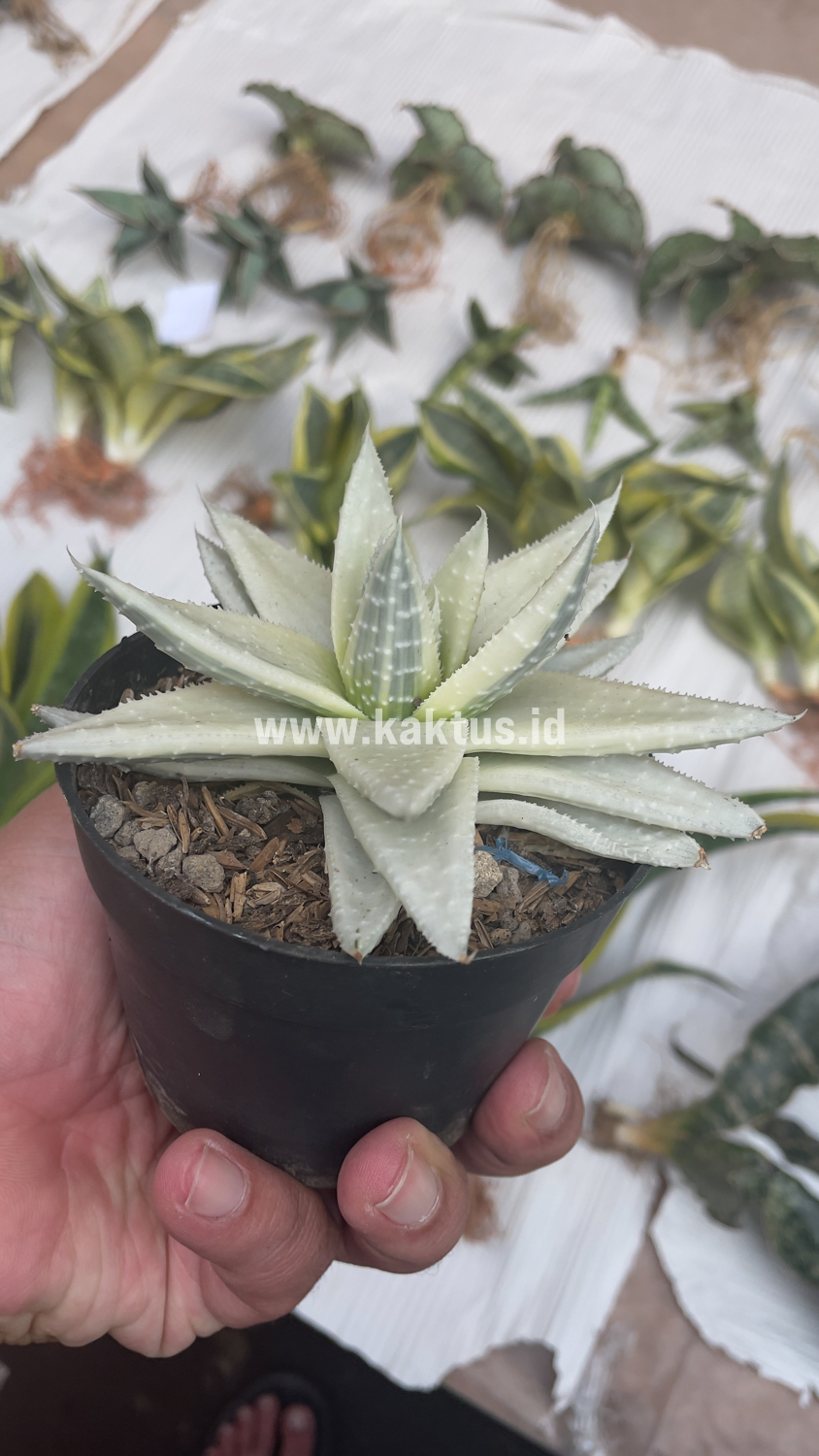 836. Gasteraloe Beguinii Aurea Albino Variegated - Image 20