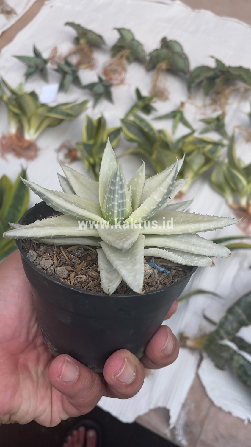 836. Gasteraloe Beguinii Aurea Albino Variegated - Image 19