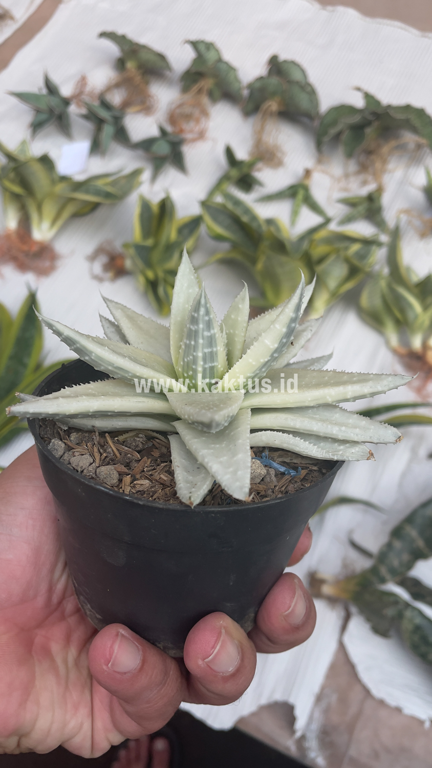 836. Gasteraloe Beguinii Aurea Albino Variegated - Image 18