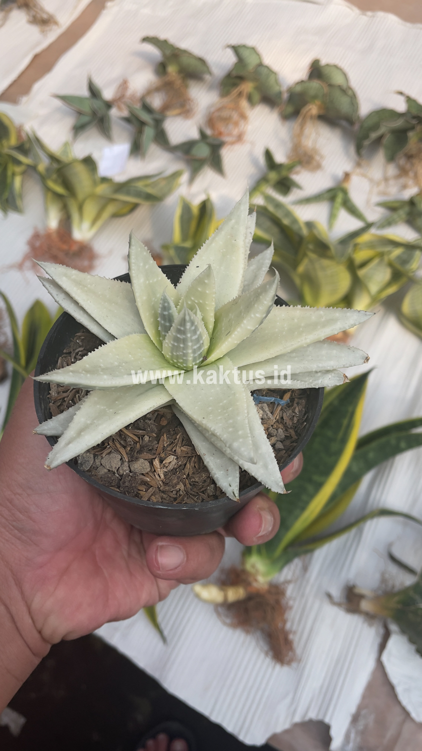 836. Gasteraloe Beguinii Aurea Albino Variegated - Image 37