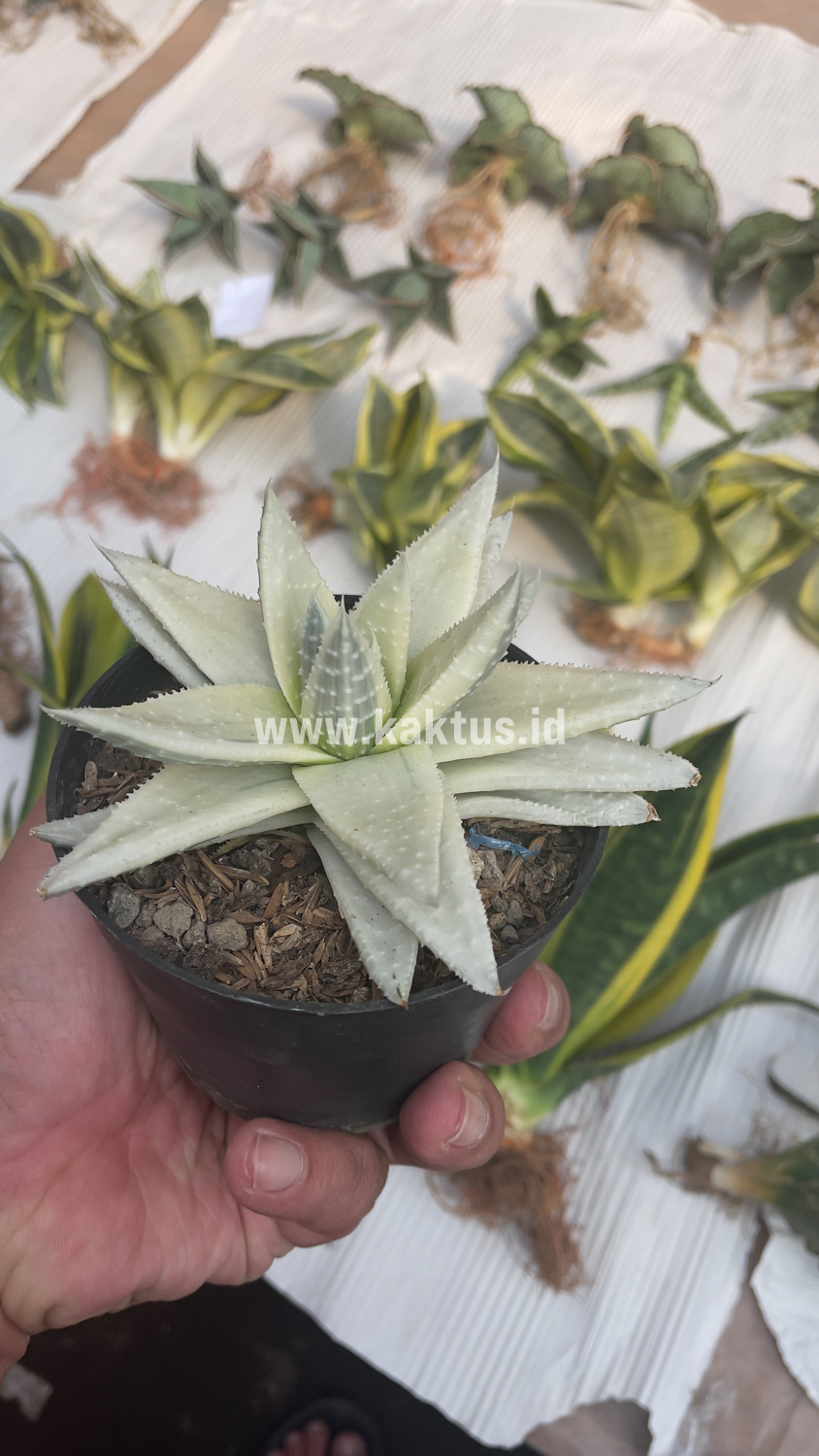 836. Gasteraloe Beguinii Aurea Albino Variegated - Image 36