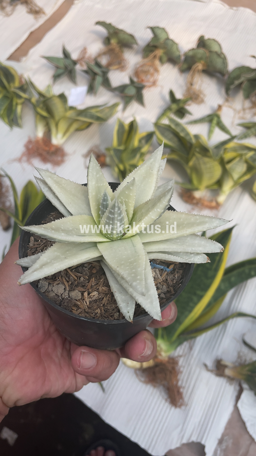 836. Gasteraloe Beguinii Aurea Albino Variegated - Image 35