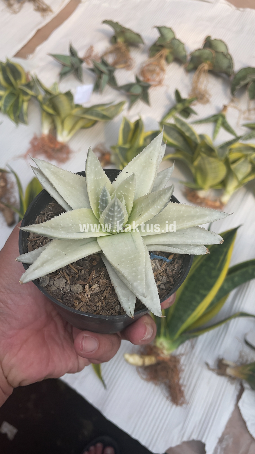 836. Gasteraloe Beguinii Aurea Albino Variegated - Image 34