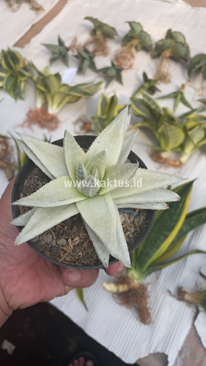 836. Gasteraloe Beguinii Aurea Albino Variegated - Image 33